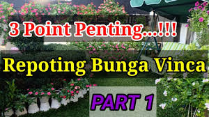 Menanam bunga vinca jjb jams n jellies blackberry dari biji cara menanam vinca gantung, bunga vinca atau bunga tapak dara banyak dicari untuk dijadikan hiasan pada taman rumah. Repoting Bunga Vinca Part 1 Youtube