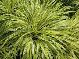 Image result for Styppeiochloa