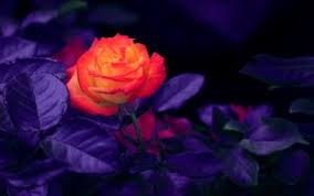 Download hd amoled wallpapers best collection. Flowers Wallpapers 4k Ultra Hd 16 10 Desktop Backgrounds Hd Pictures And Images