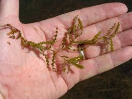 Image result for Potamogeton crispus