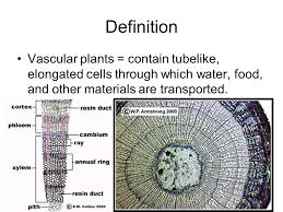 The gametophyte is haploid, bearing only one set of chromosomes per cell. Vascular Vs Non Vascular Ppt Download