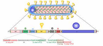 Lassa fever, yellow fever, marburg and dengue fever. Marburg Virion Structure And Genome Organization Above Schematic Of Download Scientific Diagram