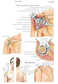 These are the main ligaments that help to stabilize the joints of. Pin By I On Rotator Cuff Tear Musculoskeletal System Bone Healing Biceps Brachii