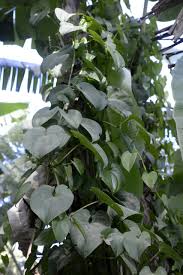Image result for Dioscorea hirtiflora