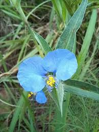 Image result for Commelina hockii
