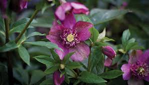 Https Www Mitre10 Co Nz Gardenclub Article Winter Magic Utm Source Gc Utm Medium Email Utm Campaign 20180601 Gc Most Beautiful Flowers Christmas Rose Plants