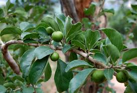 Image result for Flacourtia indica