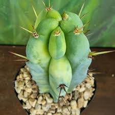 Image result for Vangueria proschii