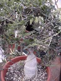 Image result for Fockea angustifolia