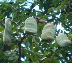 Image result for Hymenaea