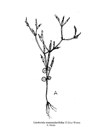 Image result for Craterostigma nummulariifolium