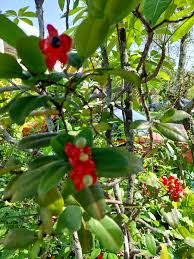 Image result for Ochna serrulata