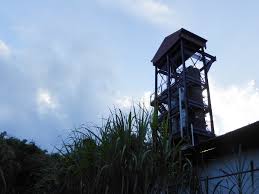 Old rum (rhum vieux) from martinique is highly appreciated around the world. Wo Der Gute Rum Herkommt
