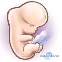 Sebastian valenzuela vanegas medicina general. Semana 7 De Embarazo El Esqueleto Del Bebe Adquiere Forma