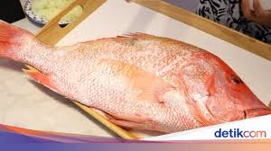 Ikan kakap goreng salah satu yang masakan yang banyak dicari karena pengolahannya yang praktis serta tanpa membutuhkan waktu yang lama. Wow Youtuber Ini Mukbang Ikan Kakap Goreng 7 Kg