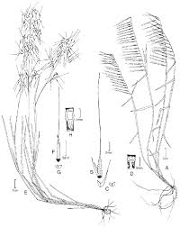 We did not find results for: Vista De El Genero Muhlenbergia Poaceae Chloridoideae Cynodonteae Muhlenbergiinae En Colombia Caldasia