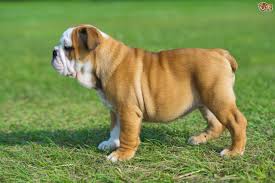 We found 114 english bulldog dogs and puppies for sale in the uk. English Bulldog Dog Breed Facts Highlights Buying Advice Pets4homes