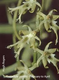 Image result for Tridactyle