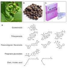 Image result for Brucea