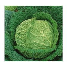 Image result for hlávková kapusta