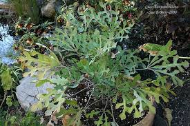 Image result for Cussonia sessilis