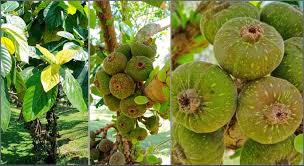 Get direct access to ukm through official links provided below. New Insights Of Phenolic Compounds From Optimized Fruit Extract Of Ficus Auriculata Scientific Reports