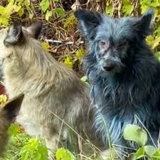 Image result for Royal Blue 1986 Radiation Group