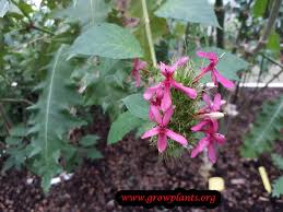 Image result for Acanthus polystachyus