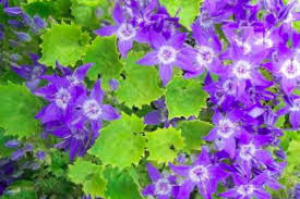 These are campanula in any distinct series! Campanula Xera Plants