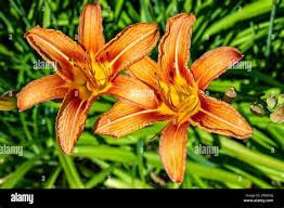 Image result for Liliaceae