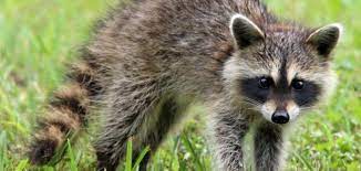 تسبب حيوان راكون صغير في حالة من الذعر بين القوات العسكرية في فورت كارسون في ولاية كولورادو الأمريكية، عندما اصطدم بمركبة مدرعة ودفع الجنود بالداخل للتزاحم من أجل الخروج. Ù…Ø¹Ù„ÙˆÙ…Ø§Øª Ø¹Ù† Ø­ÙŠÙˆØ§Ù† Ø§Ù„Ø±Ø§ÙƒÙˆÙ† Ø³Ø·ÙˆØ±