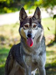 Browse healthy akc, aca, and apri and puppies available. Tamaskan Dog Register Tdr Inc Twitter