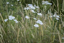Image result for Achillea millefolium