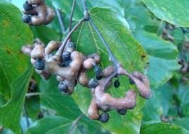 Image result for Hovenia dulcis