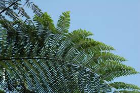 Image result for Cyathea cf. humilis