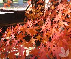 Acer Palmatum Japanese Maple Trees Speciality Trees