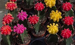 Tanto si regamos poco como demasiado, al final las pobres suculentas no pueden crecer como deberían. Cactus Injertado Jardinatis