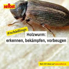 Holzwurm Selbst De In 2020 Holzwurm Holz Holzwurmer Bekampfen
