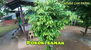 Berikut resep membuat wedang uwuh. Mengenal Pokok Samak Serai Kayu Sebagai Pokok Hiasan Ulam Youtube