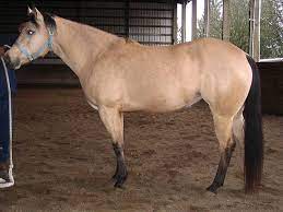Buckskin Horses Facts Colors Origin And Characteristics
