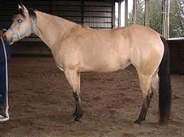 One of the popular members of buckskin is a buckskin quarter horse. Buckskin Horses Facts Colors Origin And Characteristics