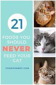 21 Foods That You Should Never Feed Your Cat Food For Net