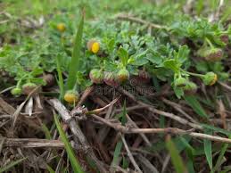 Image result for Grangea anthemoides