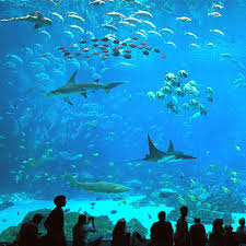 Image result for georgia aquarium