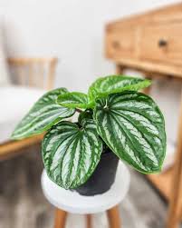 Image result for Peperomia molleri