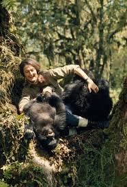 No One Loved Gorillas More: Dian Fossey's Life, Tragic Death, and Her  Unparalleled Love of Gorillas in Nat Geo's “Secrets in the Mist” : No One  Loved Gorillas More: Dian Fossey's Life,