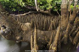 Image result for Sonneratia