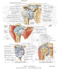 The chest, upper back and shoulder connect the upper limb to the trunk of the body and control it's movements.the clavicle connects to the sternum via the sternoclavicular joint and to the scapula by the acromioclavicular joint. Anatomy Of Glenohumeral Joint Anatomy Drawing Diagram