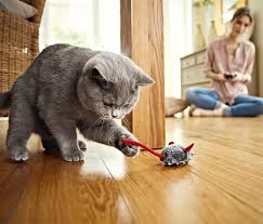 Kedi Bakim Malzemeleri Kedili Bir Hayat Yasanmaya Daha Cok Deger