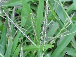 Image result for Axonopus